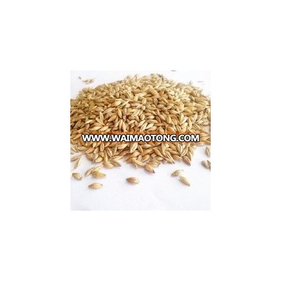 oat grain Oats/Hulled Oats Grade A for sale